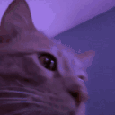 :party_catJAM: