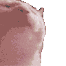 :catbop: